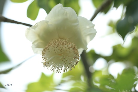 アフリカバオバブの花 京都府立植物園 花もよう 心もよう