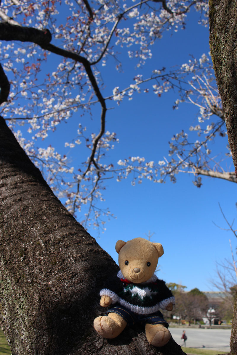 白い桜と 駿府城公園 190324