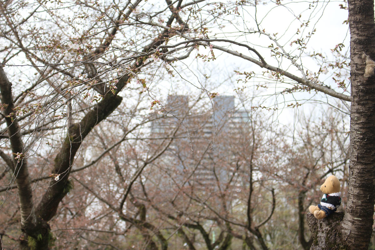 駿府城公園中央辺りのソメイヨシノをa 190329