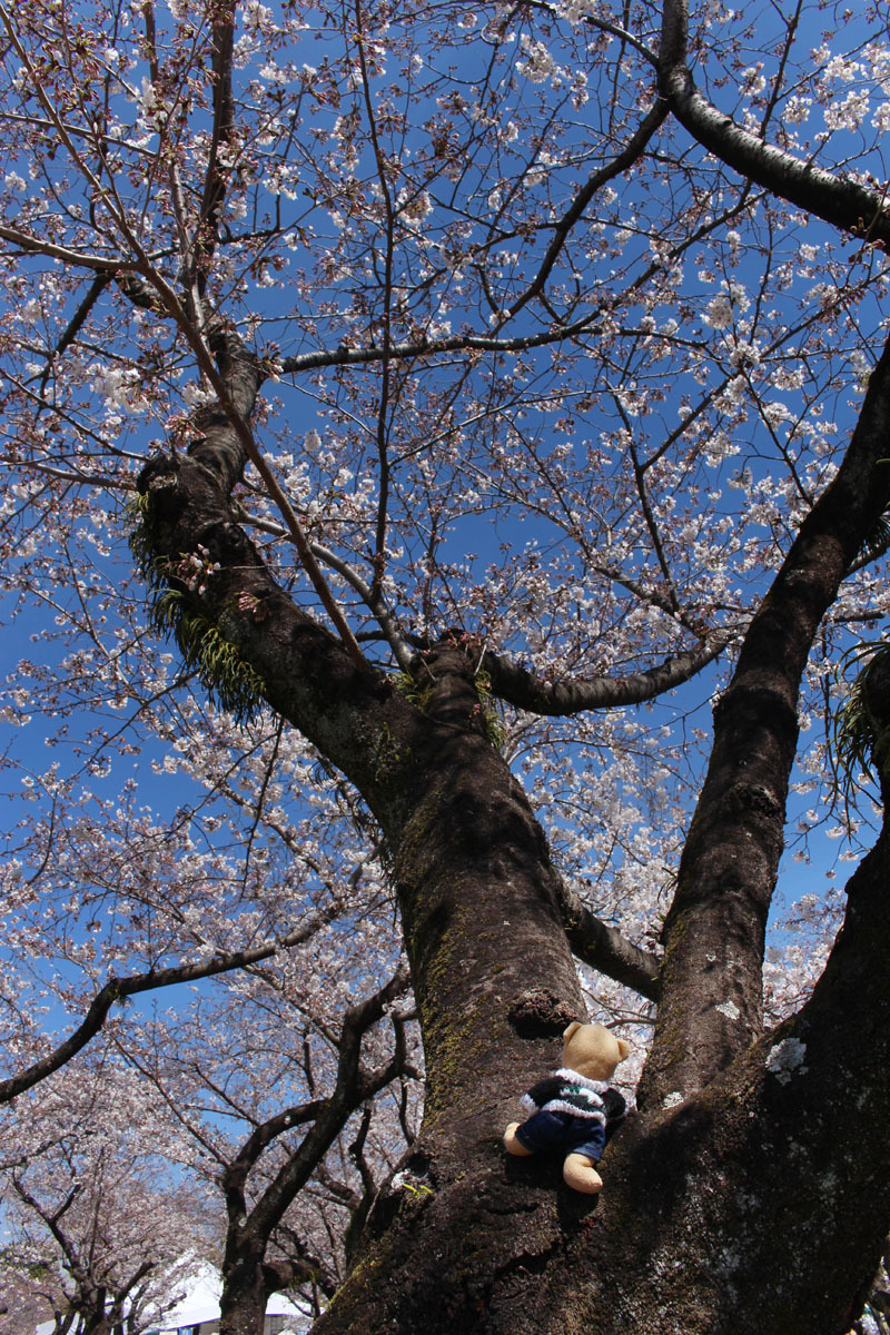 ソメイヨシノの幹を登る 駿府城公園中央辺り 190404