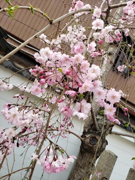 陶器神社桜