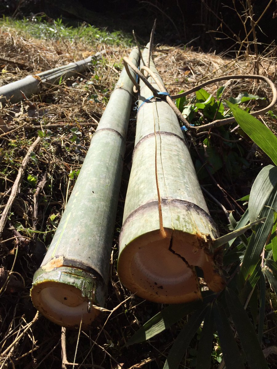 root bamboo