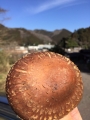 春椎茸1