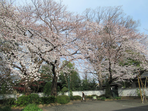 お寺の桜