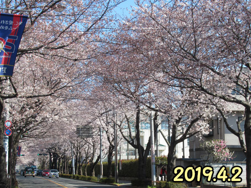 三鷹通りの桜