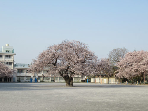 近所の桜2019