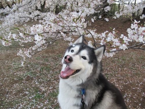 野川公園の桜