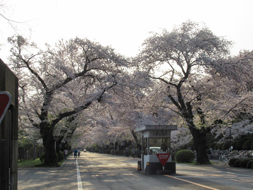 近所の桜2019