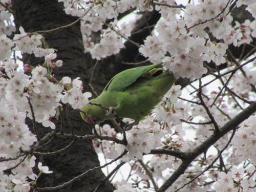 桜とワカケホンセイインコ