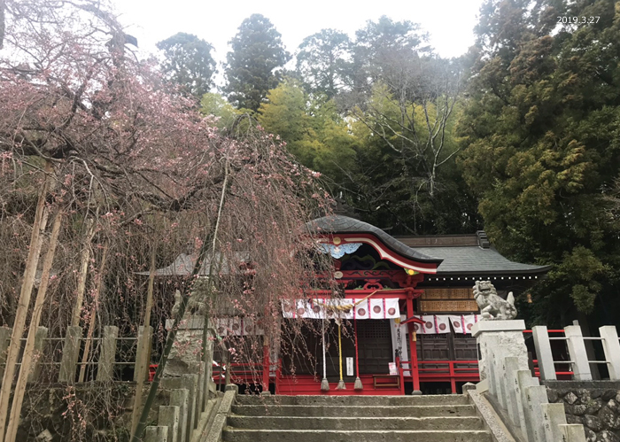 《いわき市桜情報2019》松ヶ岡公園のソメイヨシノが開花しました！　［平成31年3月27日（水）更新］小川諏訪神社1