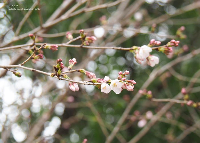 《いわき市桜情報2019》平中央公園＆新川沿いのソメイヨシノが開花しました！　［平成31年3月29日（金）更新］10