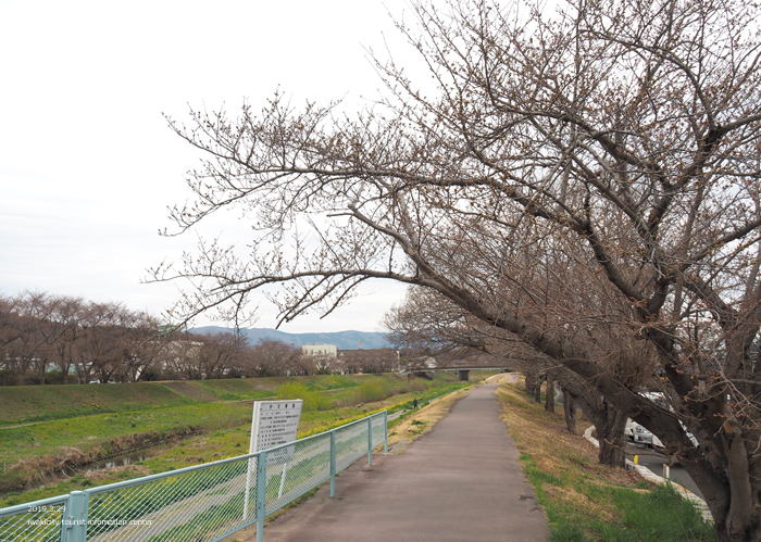 《いわき市桜情報2019》平中央公園＆新川沿いのソメイヨシノが開花しました！　［平成31年3月29日（金）更新］11