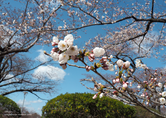 《いわき市桜情報2019》松ヶ岡公園のソメイヨシノ（2分咲き）　［平成31年4月3日（水）更新］１７