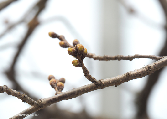 《いわき市桜情報2019》小川諏訪神社のシダレザクラ 蕾が膨らみ始めています！　［平成31年3月18日（金）更新］2