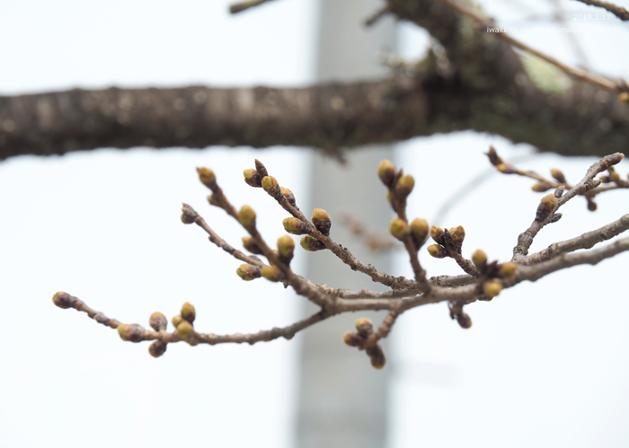 《いわき市桜情報2019》小川諏訪神社のシダレザクラ 蕾が膨らみ始めています！　［平成31年3月18日（金）更新］3