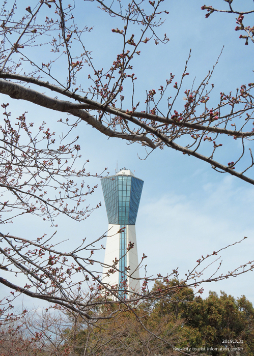 《いわき市桜情報2019》三崎公園のソメイヨシノ（咲き始め）　［平成31年4月1日（月）更新］3
