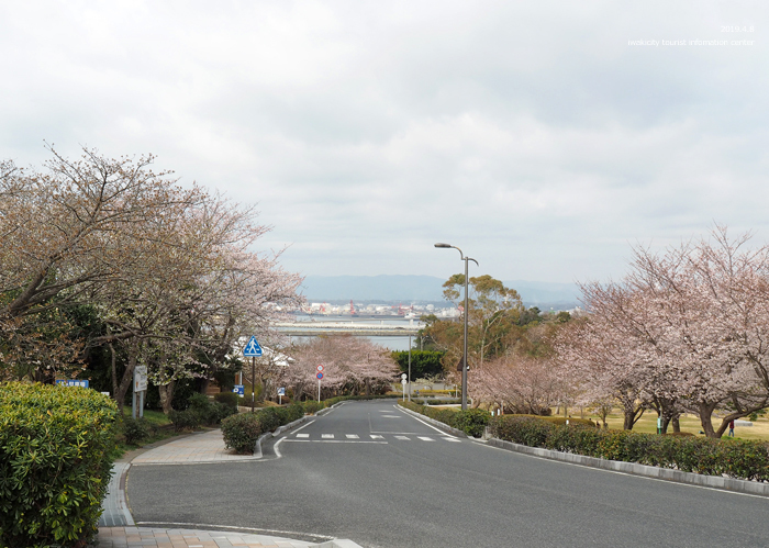《いわき市桜情報2019》三崎公園でお花見を楽しましょう♪　［平成31年4月8日（日）更新］3