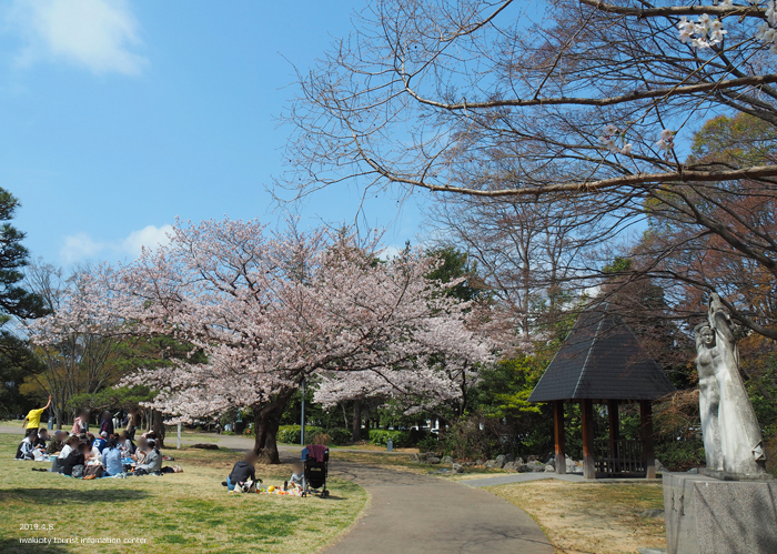 《いわき市桜情報2019》平中央公園で満開の桜を楽しみましょう♪　［平成31年4月8日（月）更新］3