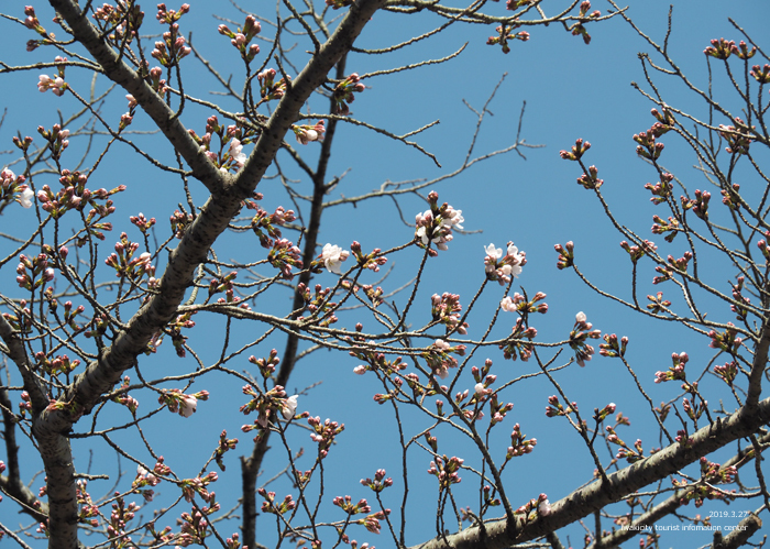 《いわき市桜情報2019》松ヶ岡公園のソメイヨシノが開花しました！　［平成31年3月27日（水）更新］４