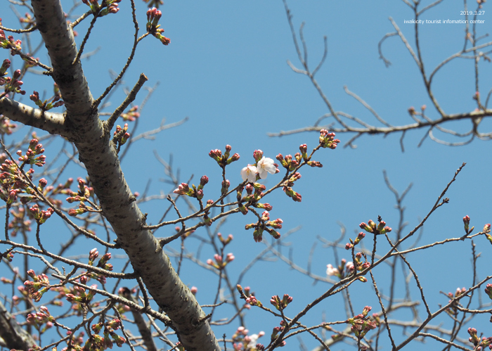 《いわき市桜情報2019》松ヶ岡公園のソメイヨシノが開花しました！　［平成31年3月27日（水）更新］５
