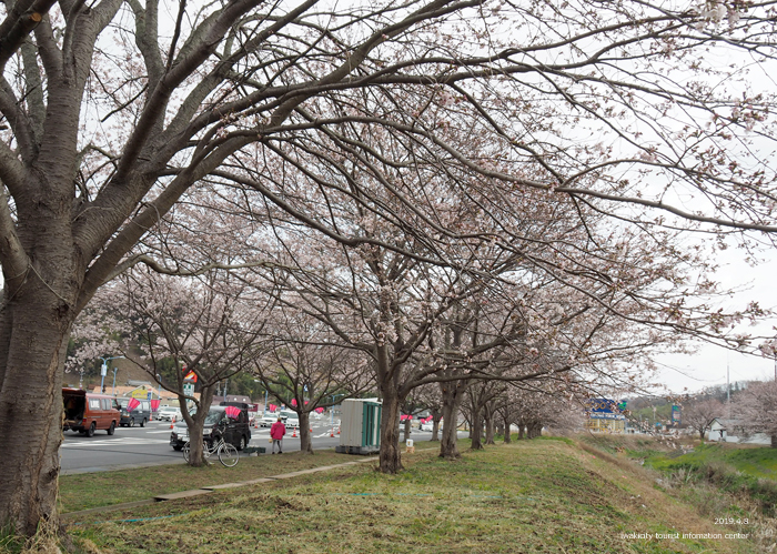 《いわき市桜情報2019》鹿島千本桜がほぼ満開となっています！　［平成31年4月8日（日）更新］5