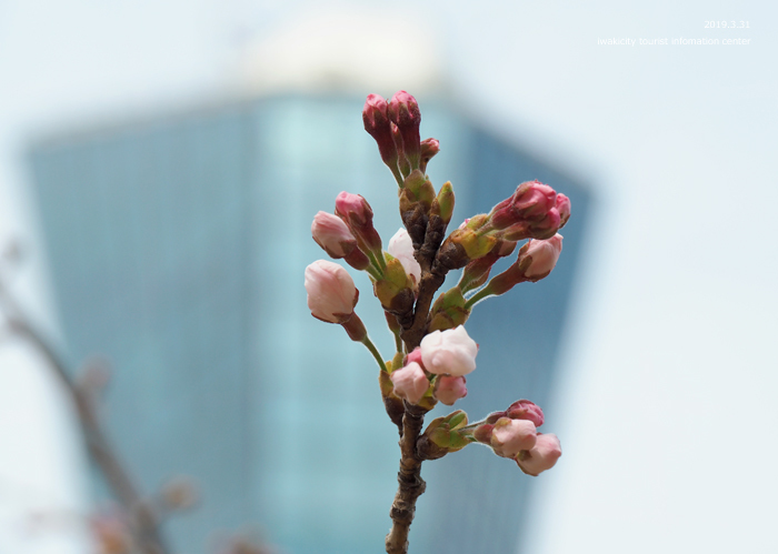 《いわき市桜情報2019》三崎公園のソメイヨシノ（咲き始め）　［平成31年4月1日（月）更新］6