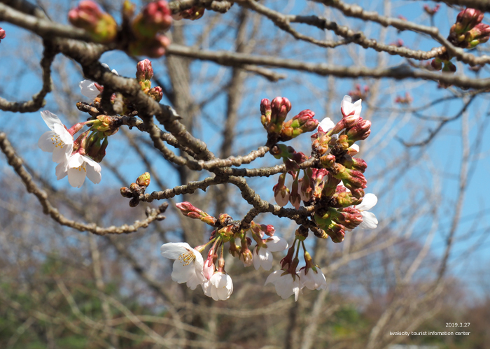 《いわき市桜情報2019》松ヶ岡公園のソメイヨシノが開花しました！　［平成31年3月27日（水）更新］8