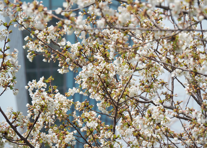 《いわき市桜情報2019》三崎公園のソメイヨシノ（咲き始め）　［平成31年4月1日（月）更新］8