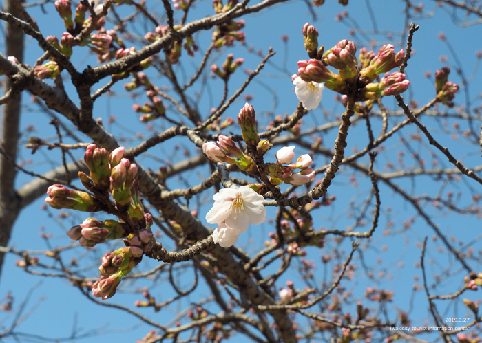 《いわき市桜情報2019》松ヶ岡公園のソメイヨシノが開花しました！　［平成31年3月27日（水）更新］9