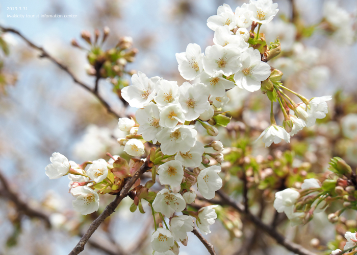 《いわき市桜情報2019》三崎公園のソメイヨシノ（咲き始め）　［平成31年4月1日（月）更新］9