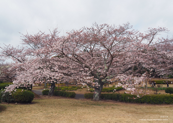 《いわき市桜情報2019》大畑公園のソメイヨシノが満開となりました！　［平成31年4月8日（日）更新］8