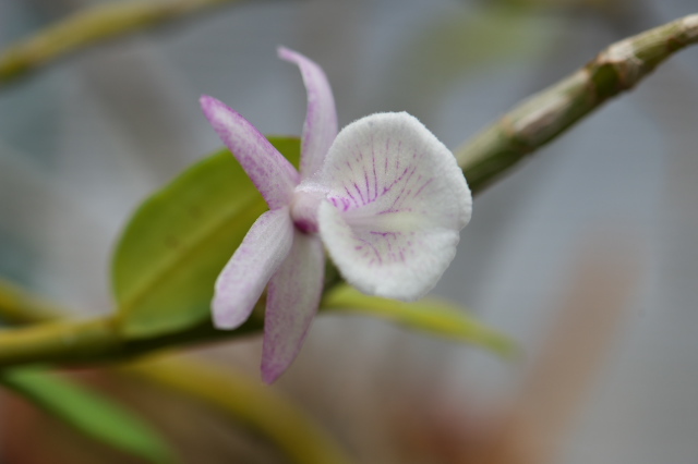 Dendrobium.primulinum の開花-04