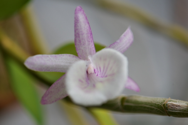 Dendrobium.primulinum の開花-03
