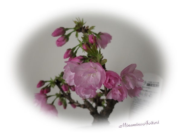 鉢植え桜開花 (12)