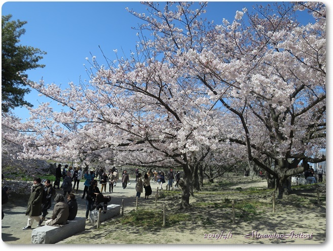 福岡城・桜満開 (83)