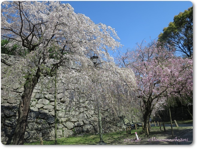 福岡城・桜満開 (135)