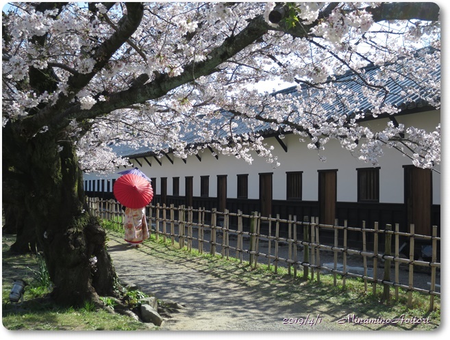 福岡城・桜満開 (147)