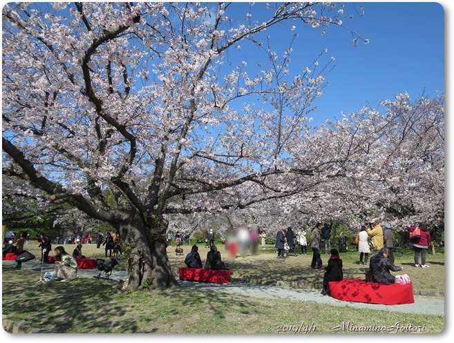 福岡城・桜満開 (170)