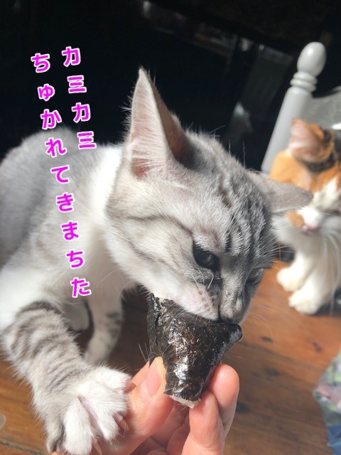 ９カミカミ