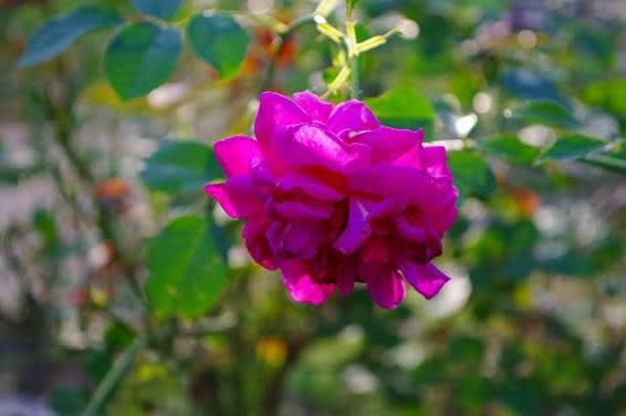 clip_image024