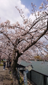 桜之宮公園の桜その１
