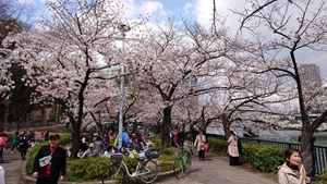 桜之宮公園の桜その２