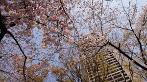 桜と高層ビル