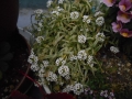DSCN6585.jpg