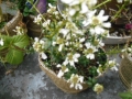 DSCN6595.jpg