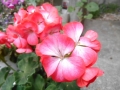 DSCN6811.jpg