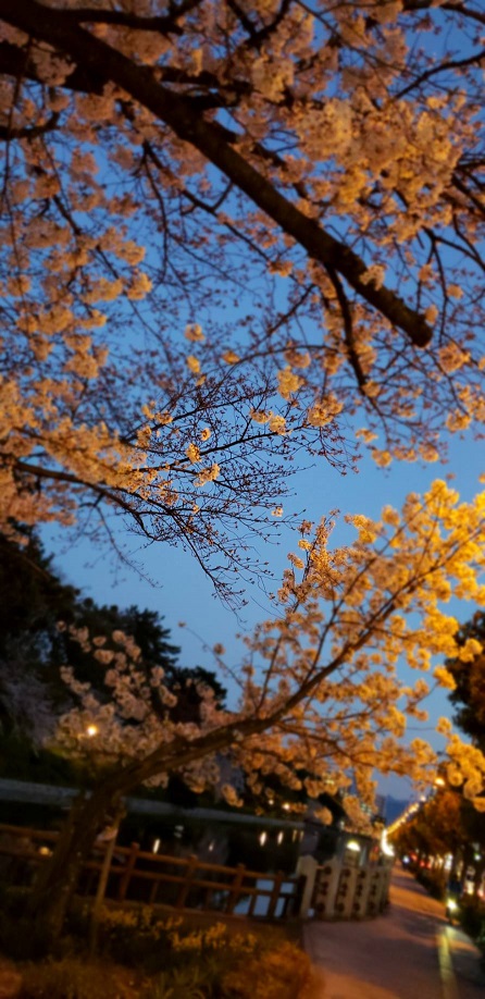 夕暮れ時の松山の松山のお堀と桜と白鳥ミーママより1