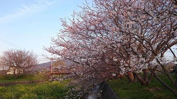 桜と菜の花美和ちゃん