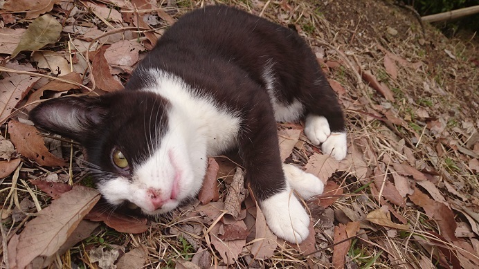 松山総合公園の白黒子猫治療を終え、無事スクスク育っている人懐っこい白黒子猫ちゃん