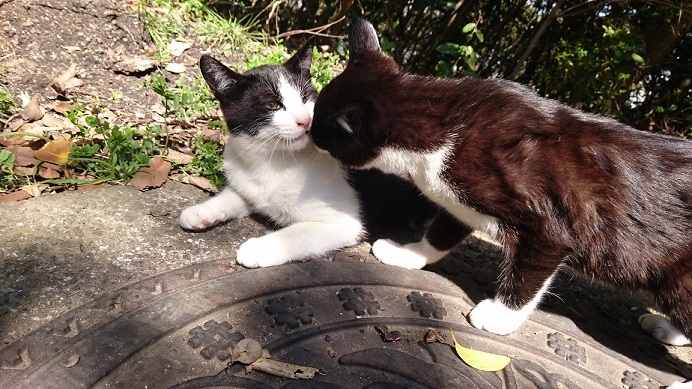 松山総合公園の仲良しの白黒子猫兄弟